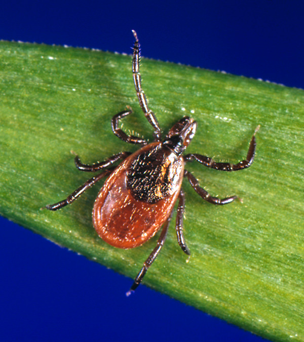 can a dog still get lyme disease even if vaccinated
