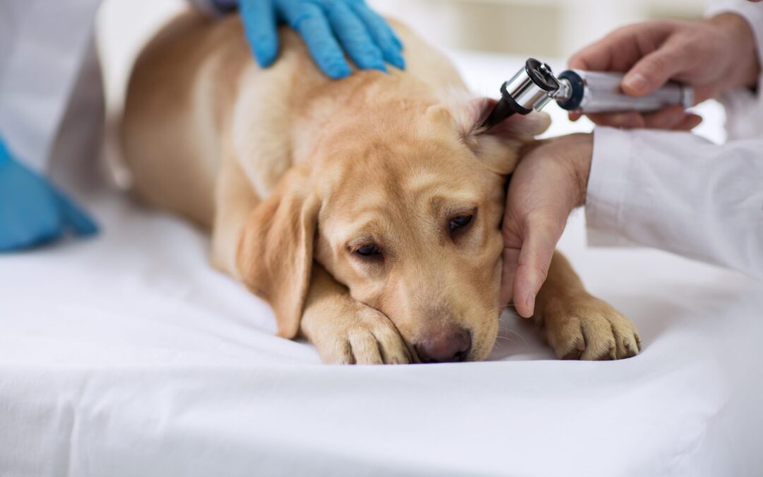 Ear Infections in Dogs and Cats