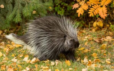 Porcupine Quills and Dogs