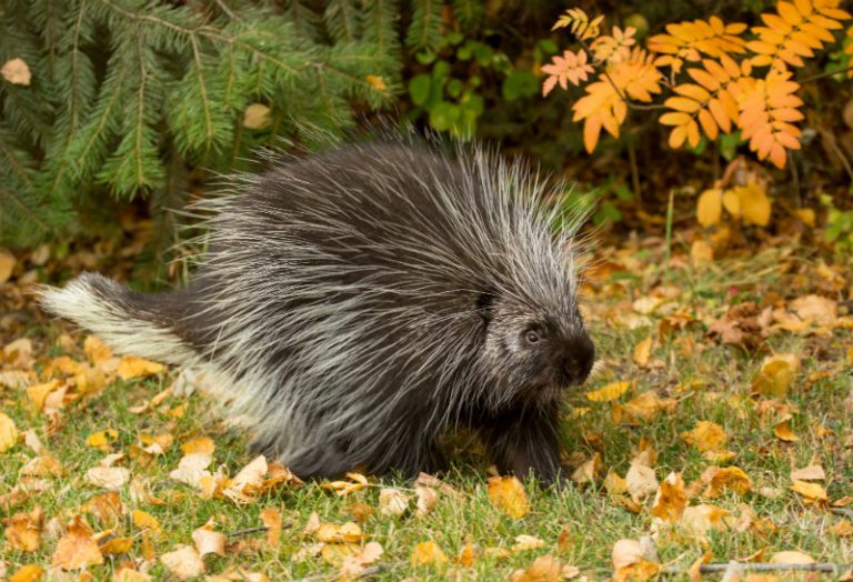 Porcupine Quills and Dogs