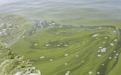 DOGS AND BLUE-GREEN ALGAE POISONING