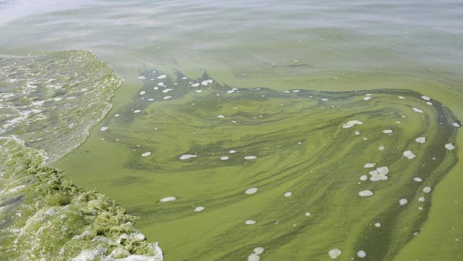 DOGS AND BLUE-GREEN ALGAE POISONING