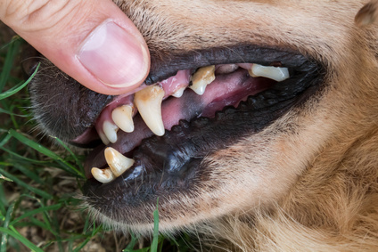 Why Does My Pet’s Breath Smell Bad?