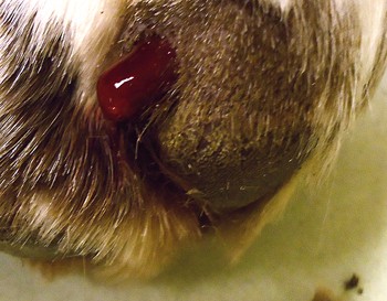 Broken, Bleeding, Split, or Cracked Nails in Dogs | PetMD